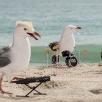 cape-cod-flock-of-seagulls