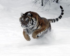 tiger-pounce