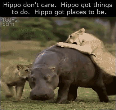 HippoDon'tCare